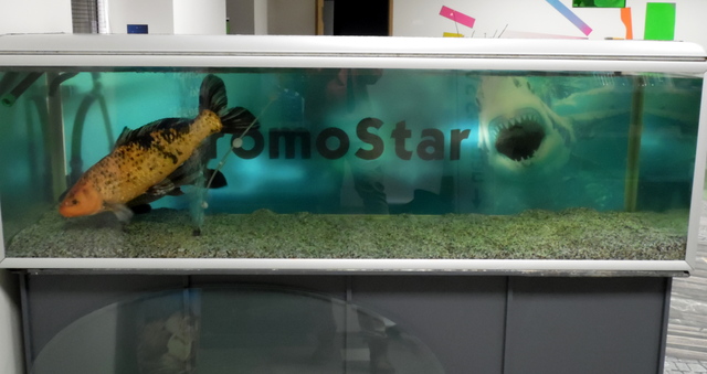 Akvaariotarra hai Promostarissa Akvaariotarra hai Promostarissa